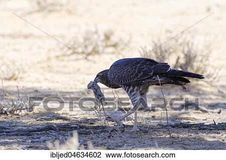 Stock Image - Pale chanting goshawk (Melierax canorus), young with rodent prey in mouth, in the shade, Kgalagadi Transfrontier Park, Northern Cape, South Africa, Africa. Fotosearch