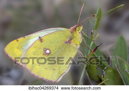 Picture - Pale Clouded Yellow butterfly (Colias hyale), Bavaria, Germany, Europe. Fotosearch