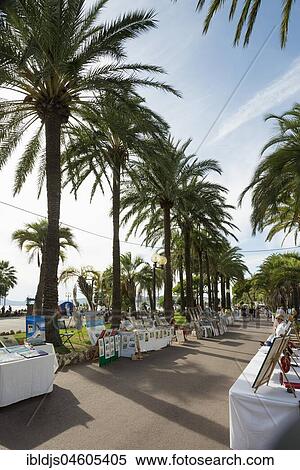 Stock Photography - Palm trees on the beach promenade, Cannes, Côte d' Azur, Provence-Alpes-Côte d' Azur, South of France, France, Europe. Fotosearch