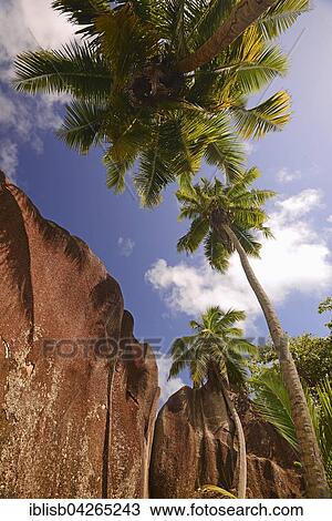 Stock Image - Palms and granite rocks, Source d'Argent beach, La Digue Island, Seychelles, Africa. Fotosearch