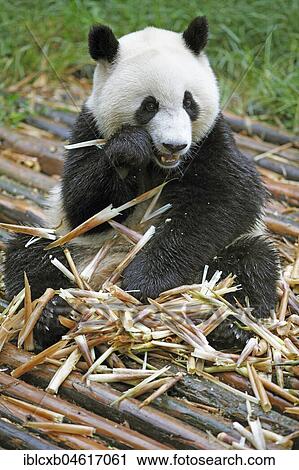 Stock Image - Panda bear or Giant Panda (Ailuropoda melanoleuca) eats bamboo shoots, Chengdu Research Base of Giant Panda Breeding, Chengdu, Sichuan, China, Asia. Fotosearch