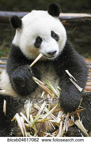 Stock Image - Panda bear or Giant Panda (Ailuropoda melanoleuca) eats bamboo shoots, Chengdu Research Base of Giant Panda Breeding, Chengdu, Sichuan, China, Asia. Fotosearch