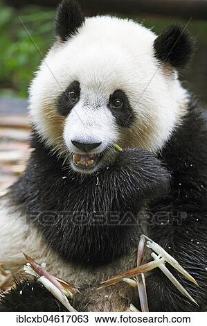Panda bear or Giant Panda (Ailuropoda melanoleuca) eats bamboo shoots, Chengdu Research Base of Giant Panda Breeding, Chengdu, Sichuan, China, Asia View Large Photo Image Stock Image - Panda bear or Giant Panda (Ailuropoda melanoleuca) eats bamboo shoots, Chengdu Research Base of Giant Panda Breeding, Chengdu, Sichuan, China, Asia. Fotosearch