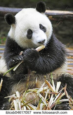 Stock Photo - Panda bear or Giant Panda (Ailuropoda melanoleuca) eats bamboo shoots, Chengdu Research Base of Giant Panda Breeding, Chengdu, Sichuan, China, Asia. Fotosearch