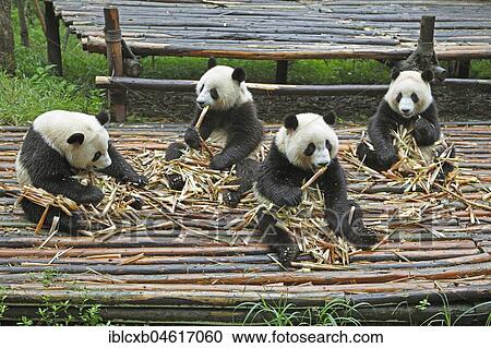 Stock Image - Panda bears or Giant Pandas (Ailuropoda melanoleuca) eat bamboo shoots, Chengdu Research Base of Giant Panda Breeding, Chengdu, Sichuan, China, Asia. Fotosearch