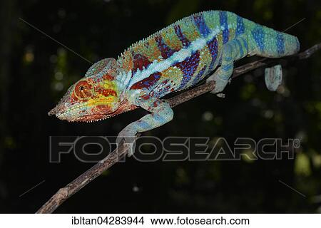 Panther chameleon (Furcifer pardalis), local form Ambanja, West Madagascar View Large Photo Image Picture - Panther chameleon (Furcifer pardalis), local form Ambanja, West Madagascar. Fotosearch