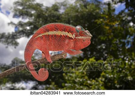 Panther chameleon (Furcifer pardalis), local form Ankaramy, West Madagascar View Large Photo Image Stock Image - Panther chameleon (Furcifer pardalis), local form Ankaramy, West Madagascar. Fotosearch