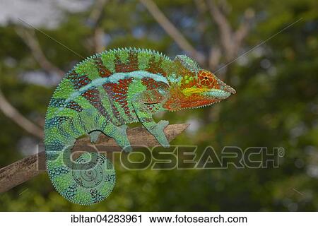 Stock Image - Panther chameleon (Furcifer pardalis), local form Ambanja, West Madagascar. Fotosearch