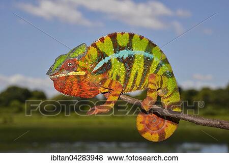 Panther chameleon (Furcifer pardalis), local form Ambilobe, West Madagascar View Large Photo Image Stock Photo - Panther chameleon (Furcifer pardalis), local form Ambilobe, West Madagascar. Fotosearch