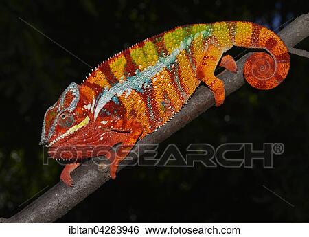 Panther chameleon (Furcifer pardalis), local form Ambilobe, West Madagascar View Large Photo Image Stock Photograph - Panther chameleon (Furcifer pardalis), local form Ambilobe, West Madagascar. Fotosearch