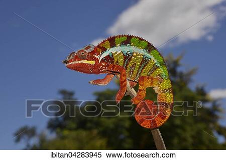 Panther chameleon (Furcifer pardalis), local form Ambanja, West Madagascar View Large Photo Image Stock Photography - Panther chameleon (Furcifer pardalis), local form Ambanja, West Madagascar. Fotosearch