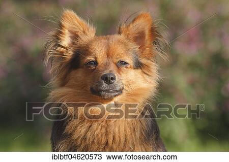 Papillon Yorkshire Mongrel, bitch 2 years, portrait, North Rhine-Westphalia, Germany, Europe View Large Photo Image Stock Image - Papillon Yorkshire Mongrel, bitch 2 years, portrait, North Rhine-Westphalia, Germany, Europe. Fotosearch