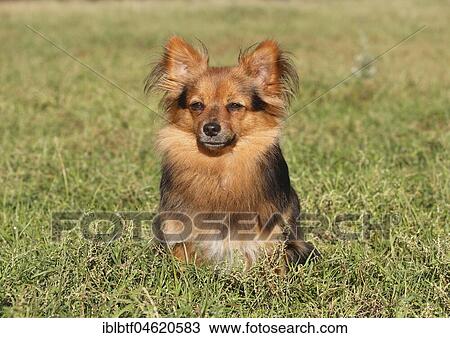 Papillon Yorkshire Mongrel, bitch, 2 years old, sits in Wiese, North Rhine-Westphalia, Germany, Europe View Large Photo Image Stock Image - Papillon Yorkshire Mongrel, bitch, 2 years old, sits in Wiese, North Rhine-Westphalia, Germany, Europe. Fotosearch