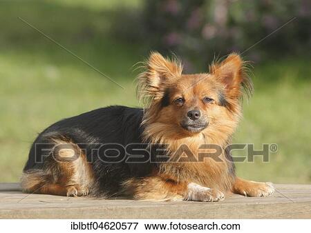 Stock Photo - Papillon Yorkshire Mongrel, bitch, 2 years, lying sideways, North Rhine-Westphalia, Germany, Europe. Fotosearch