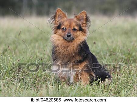 Papillon Yorkshire Mongrel, bitch, 2 years old, sits in Wiese, North Rhine-Westphalia, Germany, Europe View Large Photo Image Stock Photograph - Papillon Yorkshire Mongrel, bitch, 2 years old, sits in Wiese, North Rhine-Westphalia, Germany, Europe. Fotosearch