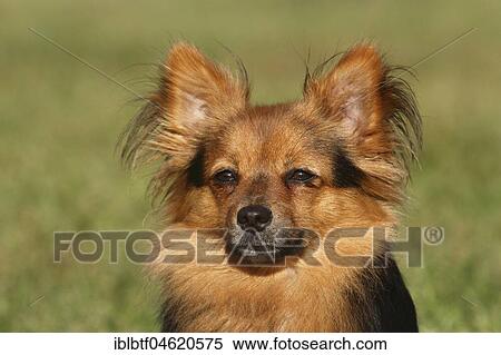 Papillon Yorkshire Mongrel, bitch 2 years, portrait, North Rhine-Westphalia, Germany, Europe View Large Photo Image Stock Photography - Papillon Yorkshire Mongrel, bitch 2 years, portrait, North Rhine-Westphalia, Germany, Europe. Fotosearch