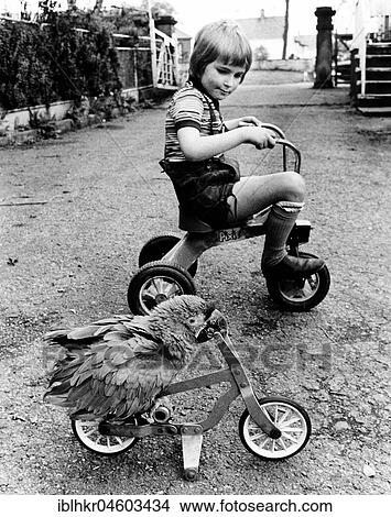Parrot and boy ride a bicycle, England, Great Britain View Large Photo Image Picture - Parrot and boy ride a bicycle, England, Great Britain. Fotosearch