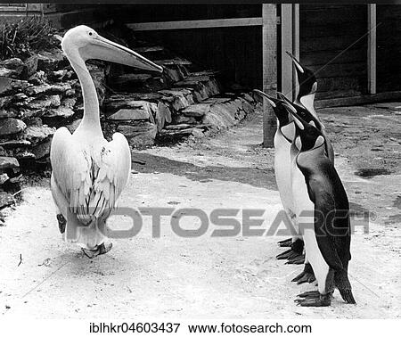 Pelican and four penguins, England, Great Britain View Large Photo Image Stock Photo - Pelican and four penguins, England, Great Britain. Fotosearch