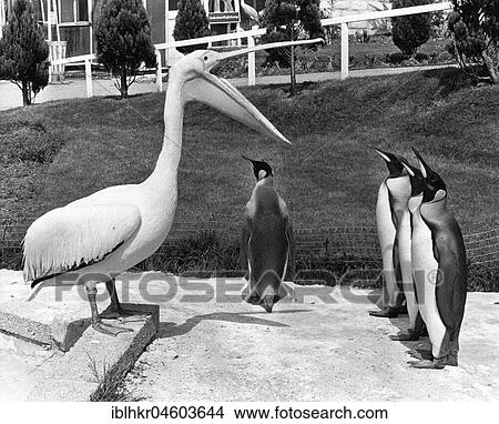 Pelican and penguins speak to each other, England, Great Britain View Large Photo Image Picture - Pelican and penguins speak to each other, England, Great Britain. Fotosearch