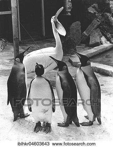 Pelican and penguins speak to each other, England, Great Britain View Large Photo Image Stock Image - Pelican and penguins speak to each other, England, Great Britain. Fotosearch