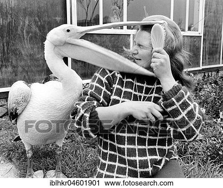 Pelican snaps woman's head, England, Great Britain View Large Photo Image Stock Image - Pelican snaps woman's head, England, Great Britain. Fotosearch
