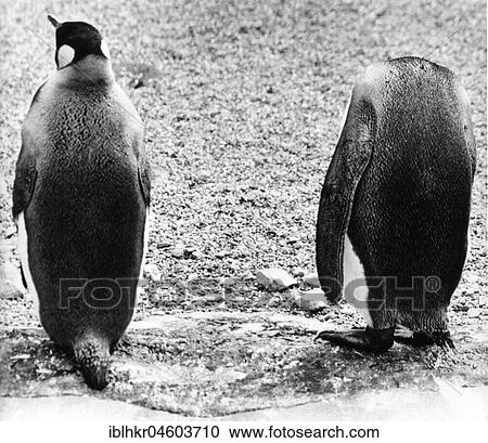 Penguin without head, England, Great Britain View Large Photo Image Stock Image - Penguin without head, England, Great Britain. Fotosearch