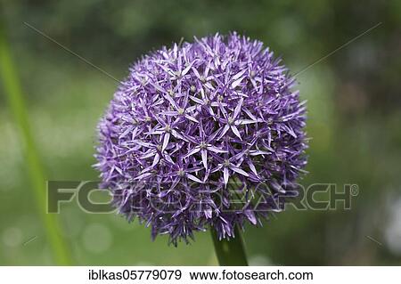Persian Onion (Allium christophii) Ornamental garlic, spherical flower umbel, garden, Germany, Europe View Large Photo Image Stock Photo - Persian Onion (Allium christophii) Ornamental garlic, spherical flower umbel, garden, Germany, Europe. Fotosearch