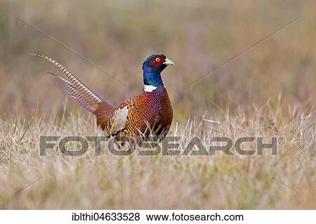 Pheasant (Phasianus colchicus), male, magnificent dress, Biosphere Reserve Mittelelbe, Saxony-Anhalt, Germany, Europe View Large Photo Image Stock Photo - Pheasant (Phasianus colchicus), male, magnificent dress, Biosphere Reserve Mittelelbe, Saxony-Anhalt, Germany, Europe. Fotosearch