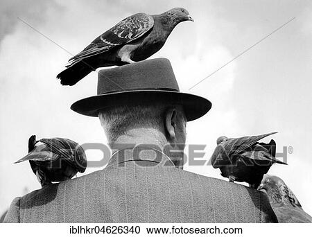 Pigeons on head and shoulder ca. 1955, exact location unknown, Germany, Europe View Large Photo Image Stock Image - Pigeons on head and shoulder ca. 1955, exact location unknown, Germany, Europe. Fotosearch