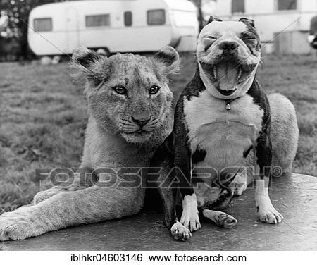 Stock Photograph - Pitbull with lion, England, Great Britain. Fotosearch