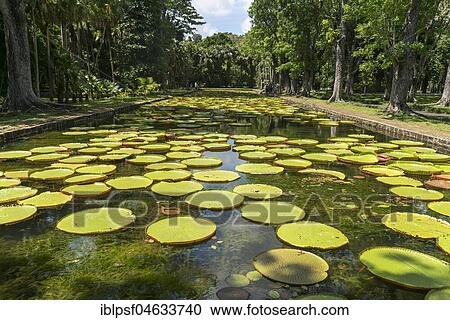 Pond with Victorias (Victoria), Pamplemousses Botanical Garden, Mauritius, Africa View Large Photo Image Stock Image - Pond with Victorias (Victoria), Pamplemousses Botanical Garden, Mauritius, Africa. Fotosearch