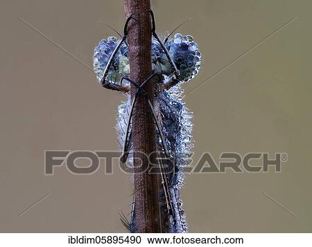 Portrai Libelle, Emerald Damselfly (Lestes sponsa) in morning dew, NSG Moosheide, Stukenbrock-Senne, North Rhine-Westphalia View Large Photo Image Stock Image - Portrai Libelle, Emerald Damselfly (Lestes sponsa) in morning dew, NSG Moosheide, Stukenbrock-Senne, North Rhine-Westphalia. Fotosearch