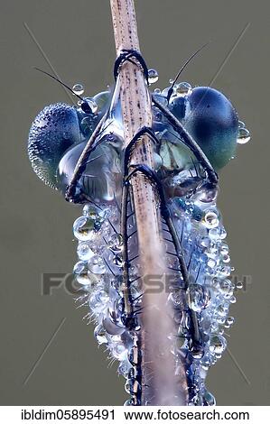 Portrai Libelle, Emerald Damselfly (Lestes sponsa) in morning dew, NSG Moosheide, Stukenbrock-Senne, North Rhine-Westphalia View Large Photo Image Stock Image - Portrai Libelle, Emerald Damselfly (Lestes sponsa) in morning dew, NSG Moosheide, Stukenbrock-Senne, North Rhine-Westphalia. Fotosearch