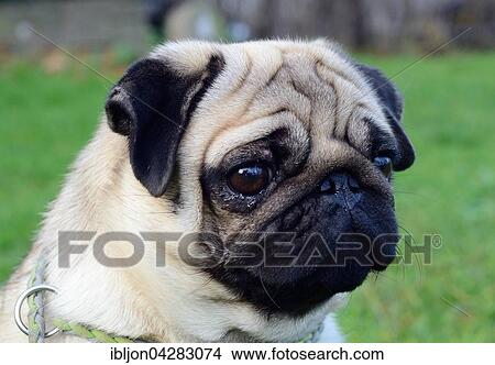 Picture - Pug, female dog, portrait. Fotosearch