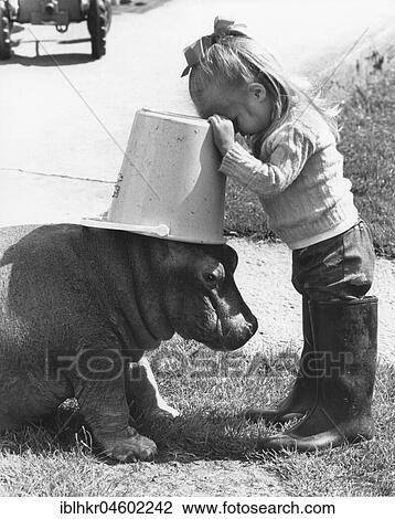 Pygmy Hippopotamus (Choeropsis liberiensis) and girl, England, Great Britain View Large Photo Image Stock Image - Pygmy Hippopotamus (Choeropsis liberiensis) and girl, England, Great Britain. Fotosearch