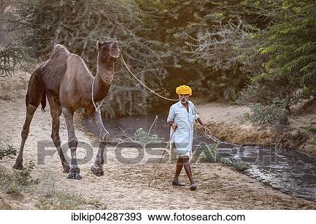 Rajasthani with his camel at the Pushkar Mela camel fair, Pushkar, Rajasthan, India, Asia View Large Photo Image Stock Image - Rajasthani with his camel at the Pushkar Mela camel fair, Pushkar, Rajasthan, India, Asia. Fotosearch