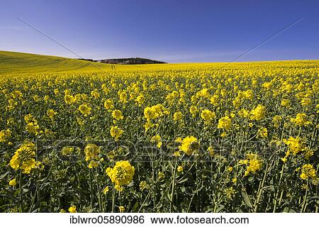 Rape field on the island of Rügen, agriculture, mountains, Mecklenburg-Western Pomerania, Germany, Europe View Large Photo Image Stock Photograph - Rape field on the island of Rügen, agriculture, mountains, Mecklenburg-Western Pomerania, Germany, Europe. Fotosearch