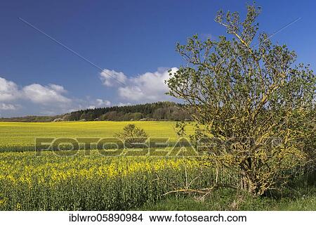 Rapefield ( Braßica napus) on the island of Rügen, agriculture, mountains, Mecklenburg-Vorpommern, Germany, Europe View Large Photo Image Picture - Rapefield ( Braßica napus) on the island of Rügen, agriculture, mountains, Mecklenburg-Vorpommern, Germany, Europe. Fotosearch