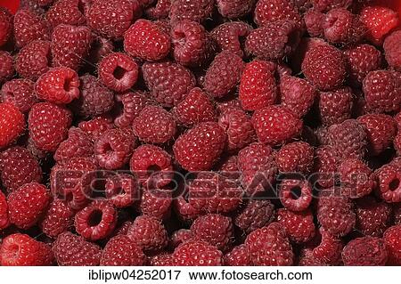 Raspberries View Large Photo Image Stock Photo - Raspberries. Fotosearch