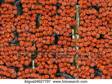 Ready to ship roses in boxes, Royal FloraHolland, Aalsmeer, Netherlands View Large Photo Image Stock Photo - Ready to ship roses in boxes, Royal FloraHolland, Aalsmeer, Netherlands. Fotosearch