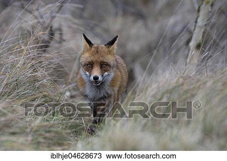 Stock Image - Red fox (Vulpes vulpes), Alkmar, North Holland, Netherlands. Fotosearch