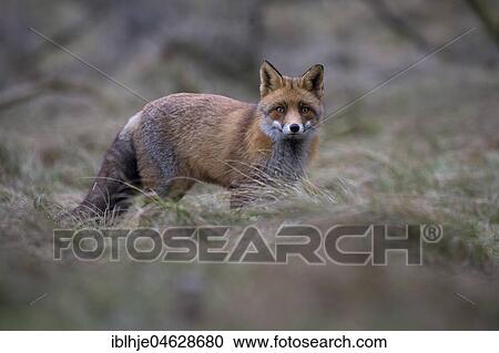 Red fox (Vulpes vulpes), Alkmar, North Holland, Netherlands View Large Photo Image Stock Image - Red fox (Vulpes vulpes), Alkmar, North Holland, Netherlands. Fotosearch