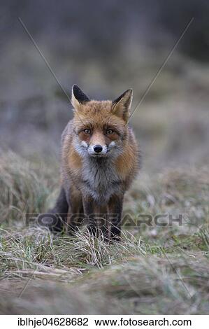 Stock Image - Red fox (Vulpes vulpes), Alkmar, North Holland, Netherlands. Fotosearch