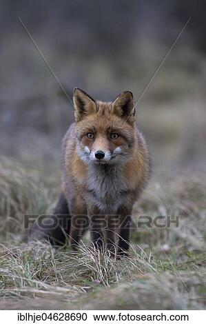 Red fox (Vulpes vulpes), Alkmar, North Holland, Netherlands View Large Photo Image Stock Image - Red fox (Vulpes vulpes), Alkmar, North Holland, Netherlands. Fotosearch