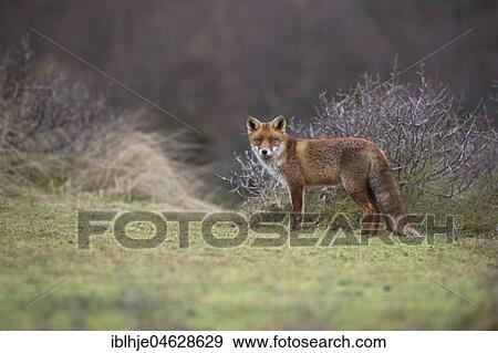 Red fox (Vulpes vulpes), Alkmar, North Holland, Netherlands View Large Photo Image Stock Photo - Red fox (Vulpes vulpes), Alkmar, North Holland, Netherlands. Fotosearch