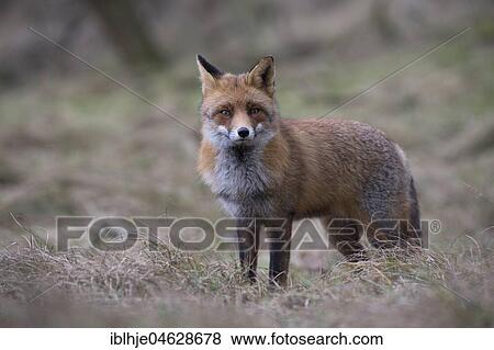 Stock Photo - Red fox (Vulpes vulpes), Alkmar, North Holland, Netherlands. Fotosearch