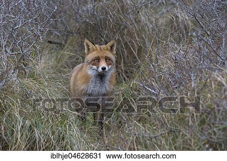 Stock Image - Red fox (Vulpes vulpes) in dense bushes, Alkmar, North Holland, Netherlands. Fotosearch