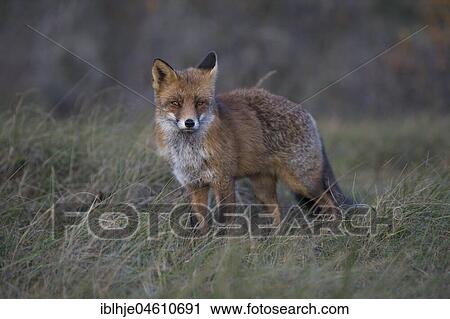 Red fox (Vulpes vulpes), Nordholland, Netherlands View Large Photo Image Stock Image - Red fox (Vulpes vulpes), Nordholland, Netherlands. Fotosearch