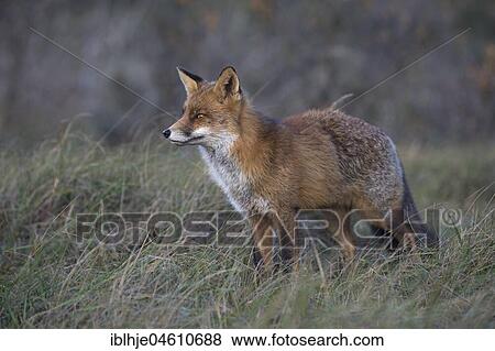 Stock Photo - Red fox (Vulpes vulpes), Nordholland, Netherlands. Fotosearch