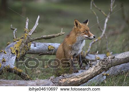 Stock Photo - Red fox (Vulpes vulpes), Nordholland, Netherlands. Fotosearch